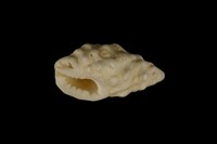 白結螺藏品圖，第4張